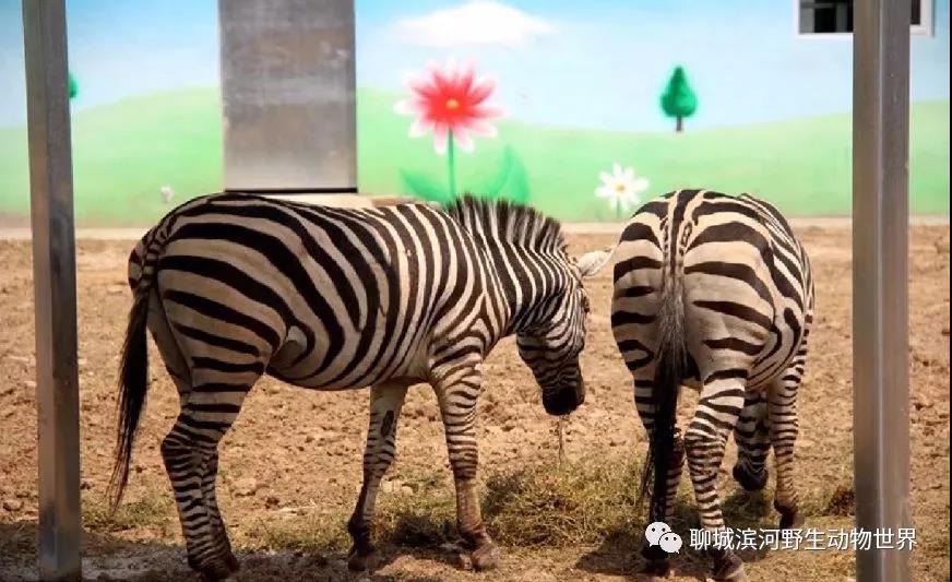 聊城野生动物世界 船游东昌湖纯玩一日游 济宁国际旅行社兖州部